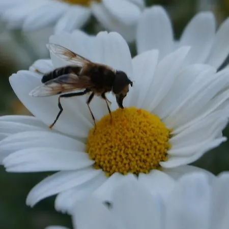 Hunsruecknest Apartamento