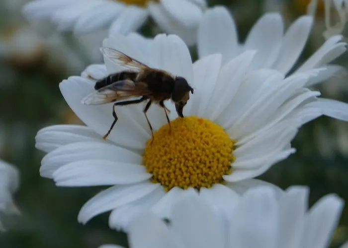 Hunsruecknest Apartamento