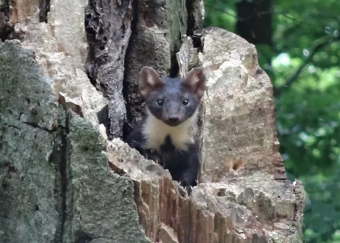 Apartamento Hunsruecknest Malborn